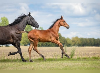 Zangersheider, Étalon, Poulain (04/2024), Bai cerise