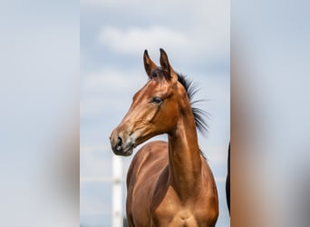 Zangersheider, Étalon, Poulain (04/2024), Bai cerise