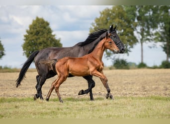 Zangersheider, Étalon, Poulain (04/2024), Bai cerise