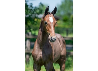 Zangersheider, Étalon, Poulain (04/2026), Bai cerise