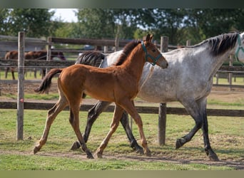 Zangersheider, Étalon, Poulain (06/2026), Bai cerise