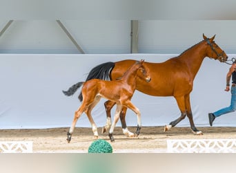 Zangersheider, Étalon, Poulain (05/2026), Bai cerise