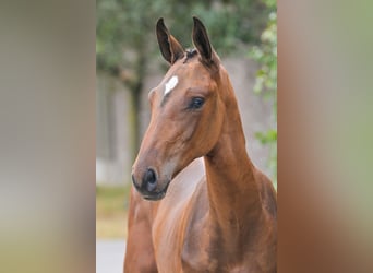 Zangersheider, Étalon, Poulain (05/2025), Bai cerise