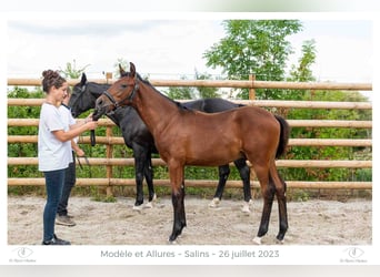 Zangersheider, Étalon, Poulain (05/2023), Bai
