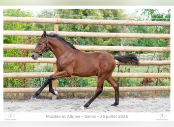 Zangersheider, Étalon, Poulain (05/2023), Bai