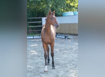 Zangersheider, Étalon, Poulain (03/2025), Bai