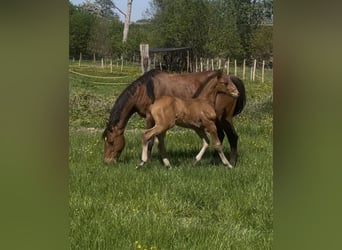 Zangersheider, Étalon, Poulain (03/2026), Bai