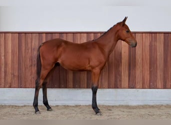 Zangersheider, Étalon, Poulain (05/2026), Bai
