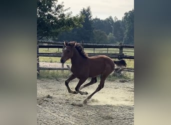 Zangersheider, Étalon, Poulain (04/2025), Bai