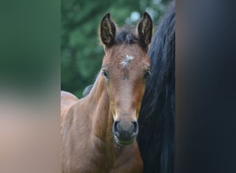 Zangersheider, Étalon, Poulain (05/2024), Bai