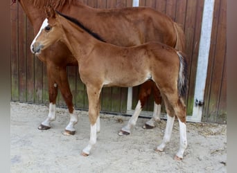 Zangersheider, Étalon, Poulain (06/2025), Bai