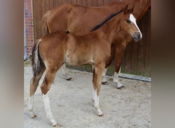 Zangersheider, Étalon, Poulain (06/2025), Bai