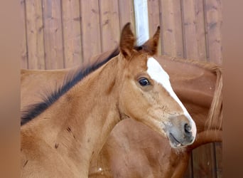 Zangersheider, Étalon, Poulain (06/2025), Bai