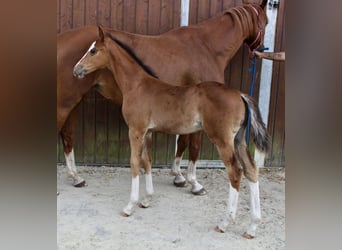 Zangersheider, Étalon, Poulain (06/2025), Bai