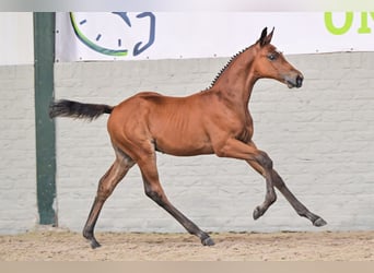 Zangersheider, Étalon, Poulain (06/2026), Bai