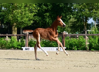 Zangersheider, Étalon, Poulain (04/2026)