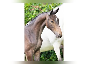 Zangersheider, Étalon, Poulain (03/2025)