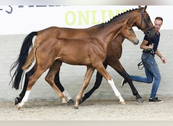 Zangersheider, Étalon, Poulain (03/2025)