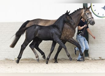 Zangersheider, Étalon, Poulain (05/2025)