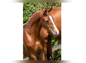 Zangersheider, Étalon, Poulain (03/2025)