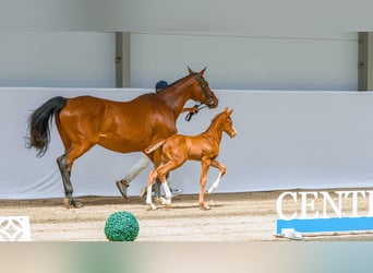 Zangersheider, Étalon, Poulain (05/2026)