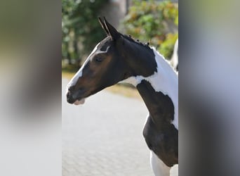 Zangersheider, Étalon, Poulain (05/2025)