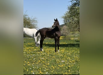 Zangersheider, Étalon, Poulain (02/2026), Gris