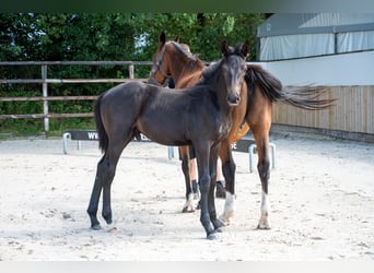 Zangersheider, Étalon, Poulain (04/2026), Noir