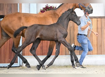 Zangersheider, Étalon, Poulain (07/2025), Noir