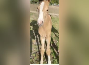 Zangersheider, Étalon, Poulain (05/2026), Palomino
