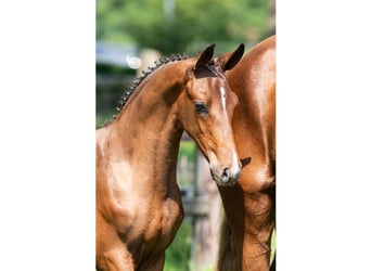 Zangersheider, Étalon, Poulain (04/2026), Palomino