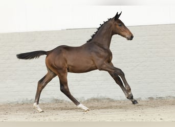 Zangersheider, , 