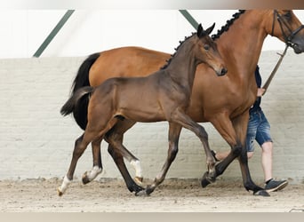 Zangersheider, , 