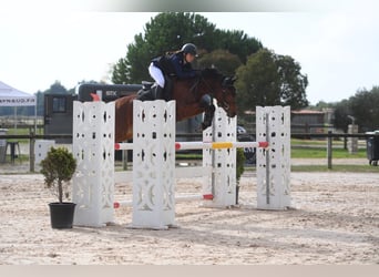 Zangersheider, Gelding, 10 years, 14,2 hh, Brown