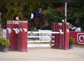 Zangersheider, Gelding, 10 years, 14,2 hh, Brown