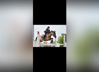 Zangersheider, Gelding, 10 years, 14,2 hh, Brown
