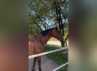 Zangersheider, Gelding, 10 years, 16.1 hh, Brown