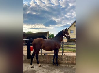 Zangersheider, Gelding, 10 years, 16.1 hh, Brown