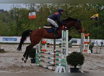 Zangersheider, Gelding, 10 years, 16.1 hh, Brown