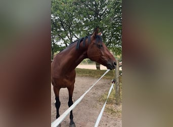 Zangersheider, Gelding, 10 years, 16.1 hh, Brown