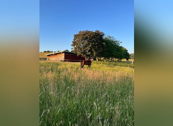 Zangersheider, Gelding, 10 years, 16.1 hh, Brown