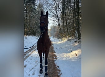 Zangersheider, Gelding, 10 years, 16.1 hh, Brown