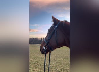 Zangersheider, Gelding, 10 years, 16.1 hh, Brown