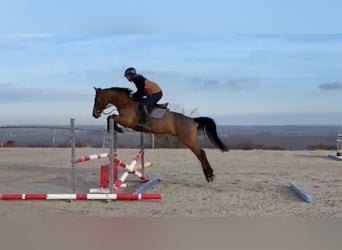 Zangersheider, Gelding, 10 years, 16.1 hh, Brown
