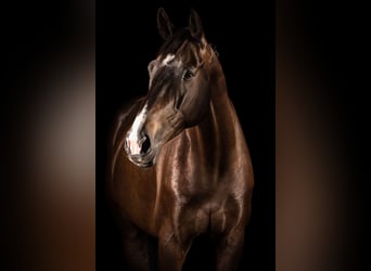 Zangersheider, Gelding, 10 years, 16,2 hh, Bay-Dark