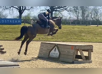 Zangersheider, Gelding, 10 years, 16,2 hh