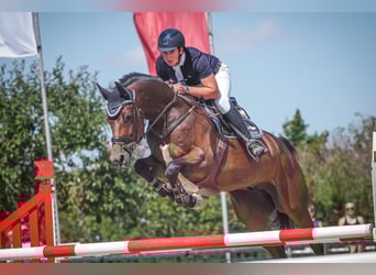 Zangersheider, Gelding, 10 years, 16.3 hh, Bay-Dark