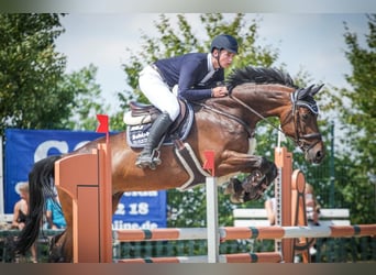 Zangersheider, Gelding, 10 years, 16.3 hh, Bay-Dark