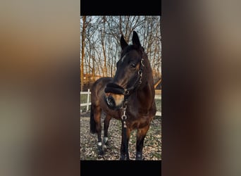 Zangersheider, Gelding, 10 years, 16,1 hh, Bay-Dark
