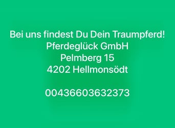 Zangersheider, Gelding, 10 years, 16,2 hh, Brown